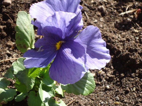 Purple spring!...