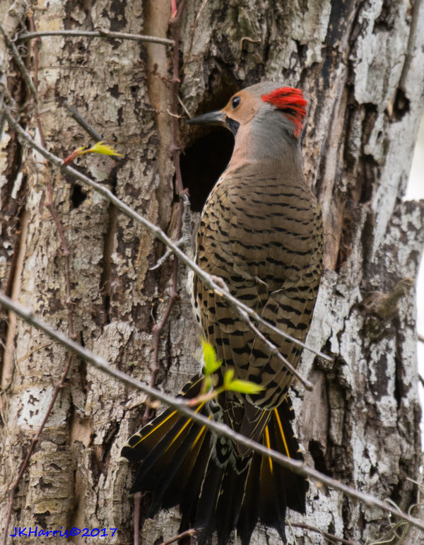 Yellow-shafted Northern Flicker...