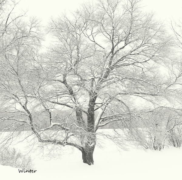 Winter tree...