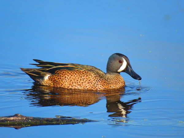 Blue-winged Teal (m)...