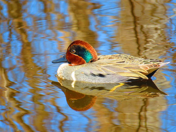 Green-winged Teal (m)...