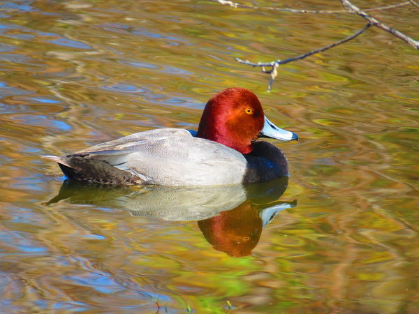 Redhead Duck (m)...