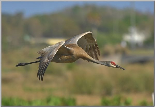 Sandhill crane...