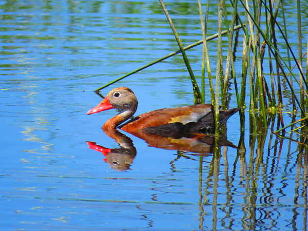 Black-bellied Whistling Duck...