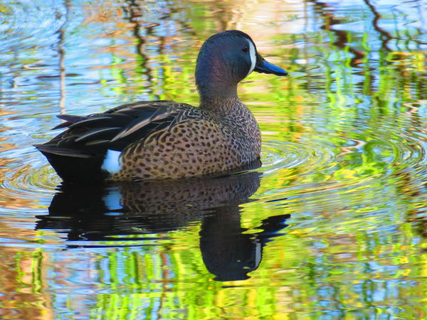 Blue-winged Teal...