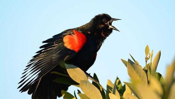 Red Winged Blackbird - Male...