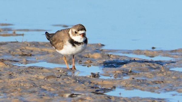 Semipalmated Plover...