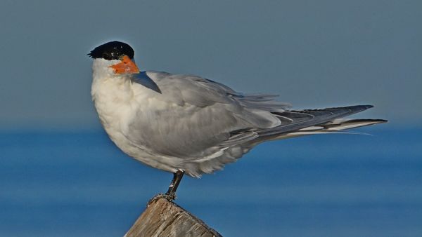Royal Tern...