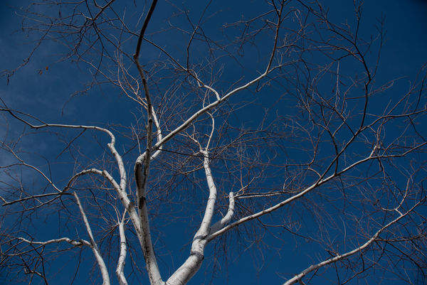 Birch arms to the sky. Which looks darker than on ...