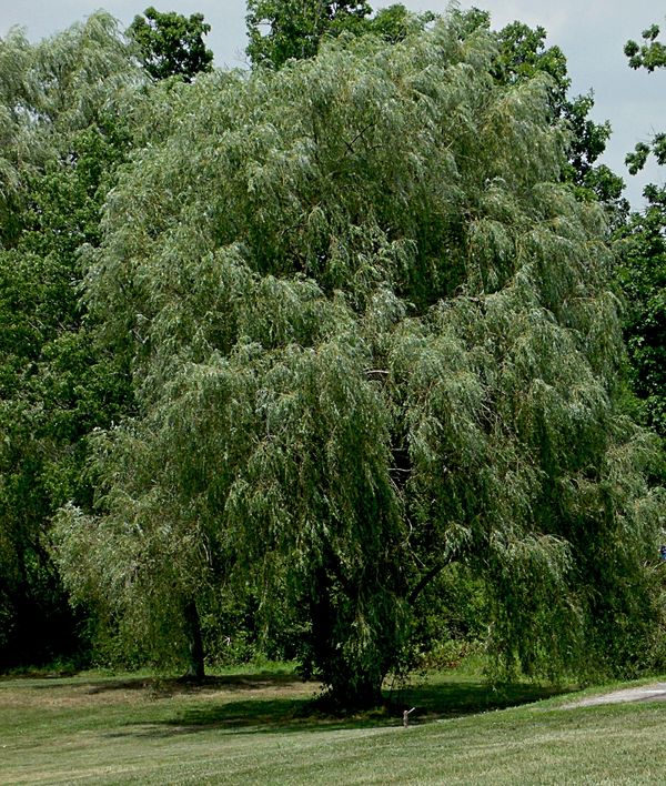 I love willows, this one is in Punderson State pk ...