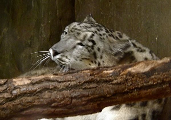 new snow leopard cub...