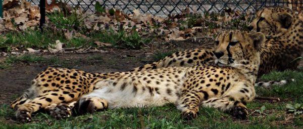 cheetah, there are two siblings at the zoo...