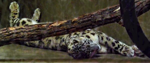 snow leopard cub feeling playful...