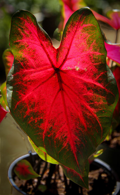 #9  Backlit caladium leaf...