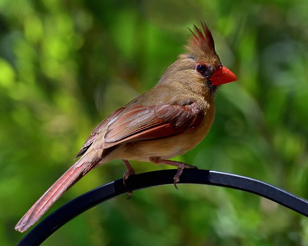 Sweet lady Cardinal...