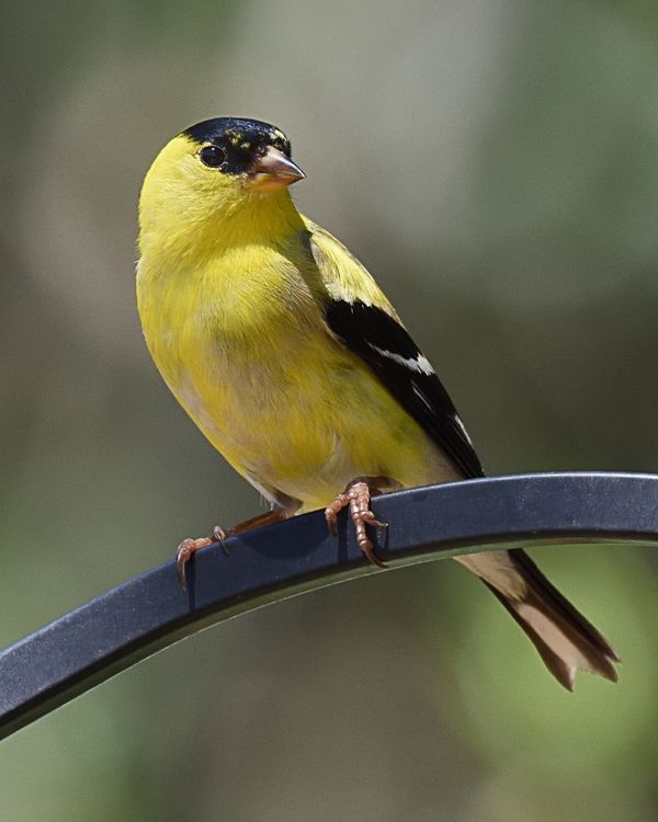 Handsome fellow - Goldfinch...