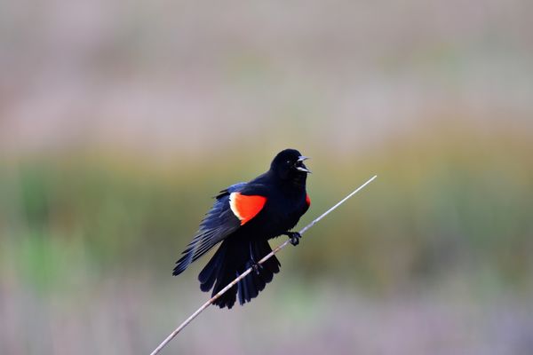 1.  Red-winged black bird calling for love...