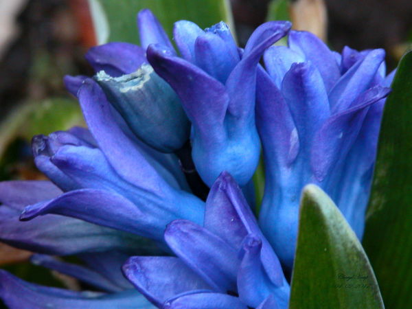 Hyacinth_a...
