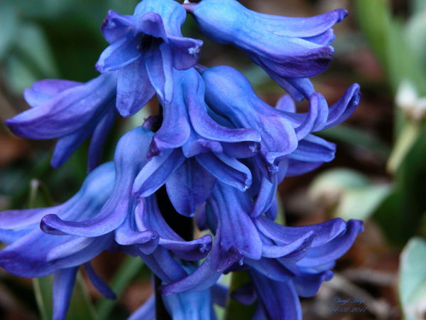 Hyacinth_b...