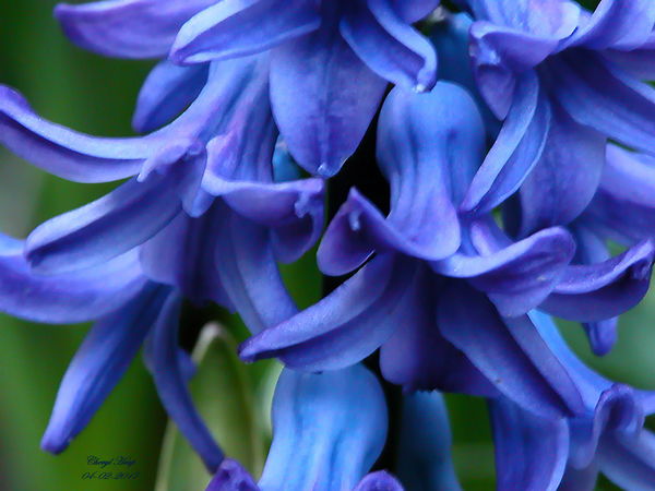 Hyacinth_c...