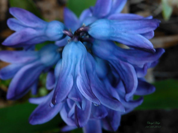 Hyacinth_d...