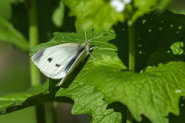 Cabbage White Butterfly...