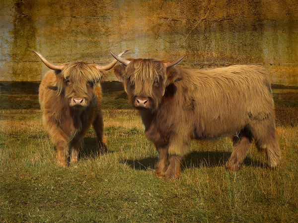 highland cows pictures