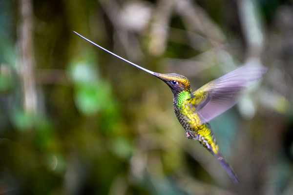 Sword-billed Hummingbird...