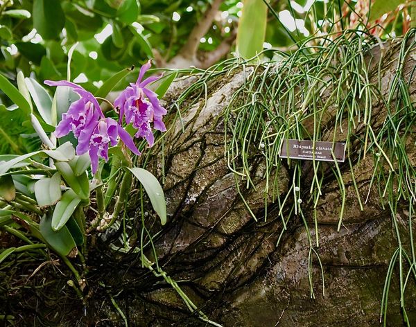Orchids in natural habitat -some dirt,Pat!...