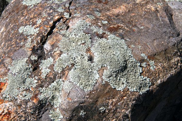 Lichens on a stone...