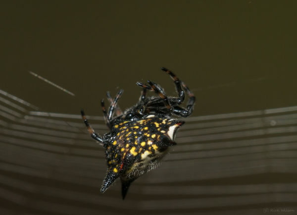A different view of a Spiny Orb Weaver...