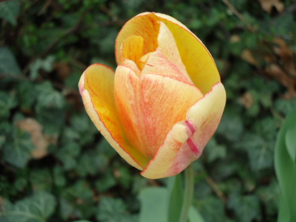Just a tulip...