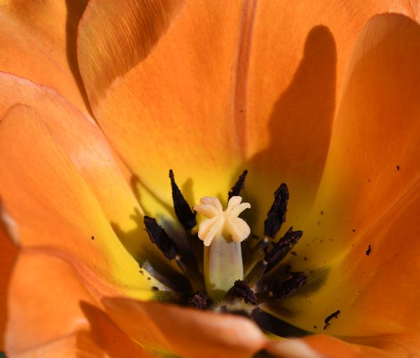 Heart of an Orange Tulip...