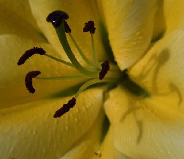 Oriental Hybrid Lily...