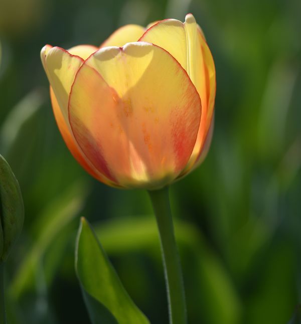 Yellow Tulip...