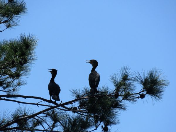 are these cormorants?...