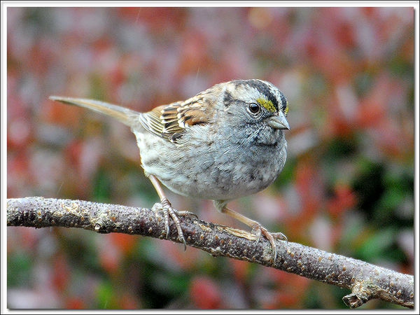 White Throat Sparrow...