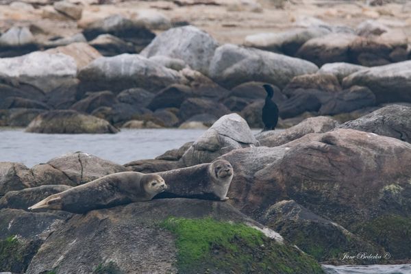 Harbor seals in Long Island Sound....