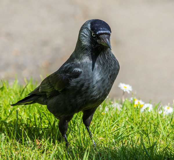 Jackdaw (Corvus monedula)...