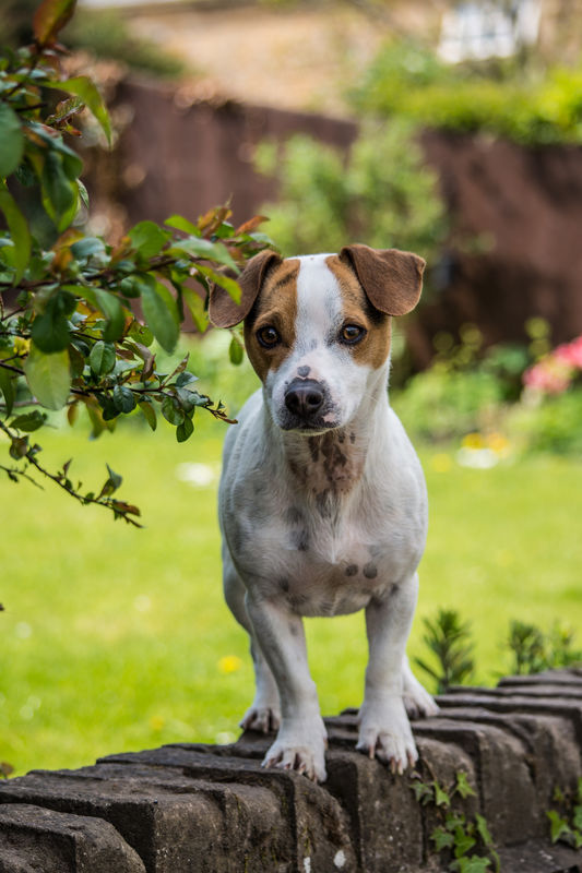Jack Russell Terrier (Snapat heelius)...