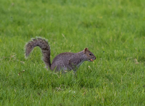 Grey Squirrel (Sciurus carolinensis)...