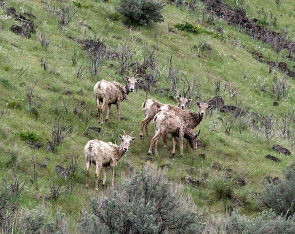 3. Bighorn sheep in the canyon seemed scarcer last...