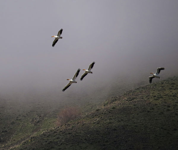 5. American White Pelicans way up high, fog on the...