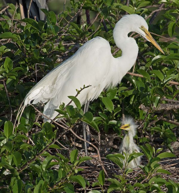 Great Egret and chick...