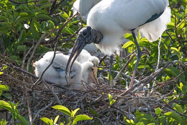Wood Stork and  Triplets...