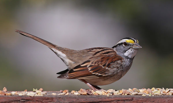 White Throated Sparrow...