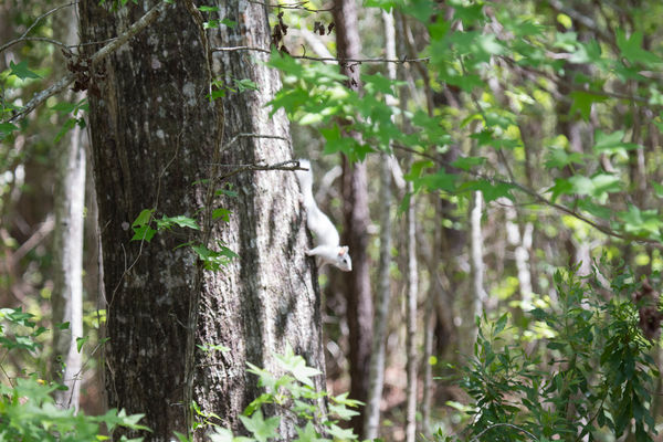 White Squirrel on side of tree...