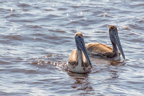 Two Pelicans in Sopchoppy River...