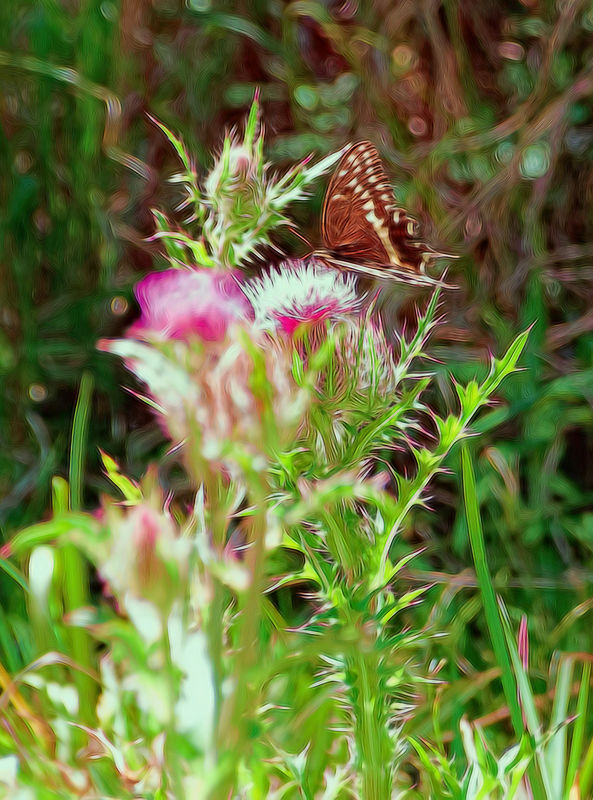 Pretty Butterfly on a thistle...