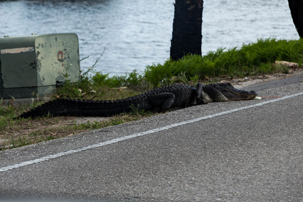 Huge Gator by road going into St Marks Wildlife Ar...
